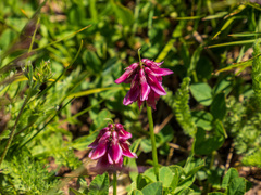 Trifolium brandegeei