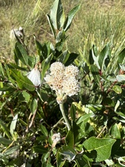 Antennaria anaphaloides