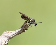 Cerotainia macrocera