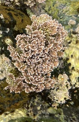 Corallina pinnatifolia