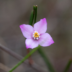 Boronia filifolia