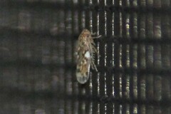 Xestocephalus similis