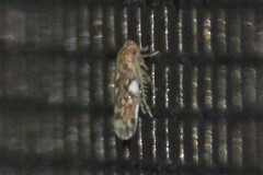 Xestocephalus similis