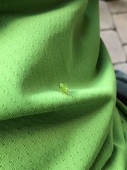 Stictocephala bisonia