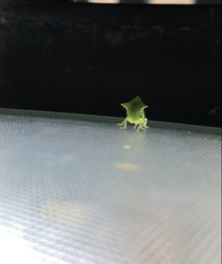 Stictocephala bisonia