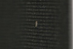 Xestocephalus similis