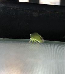 Stictocephala bisonia