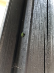 Stictocephala bisonia