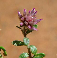 Ptilotus actinocladus