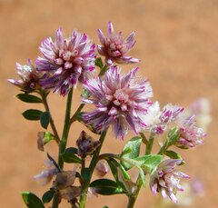 Ptilotus actinocladus