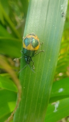 Monocesta ducalis