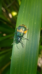 Monocesta ducalis