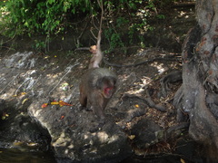 Macaca arctoides