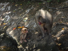 Macaca arctoides