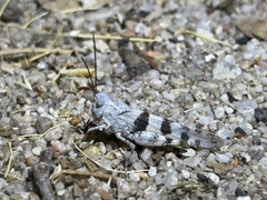 Trimerotropis californica