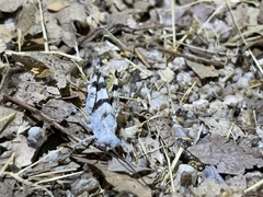 Trimerotropis californica