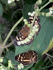 Anthanassa drusilla