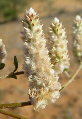 Ptilotus chamaecladus