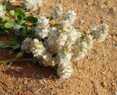 Ptilotus chamaecladus