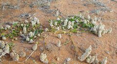 Ptilotus chamaecladus