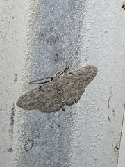 Idaea violacearia