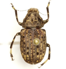 Stenocerus longulus