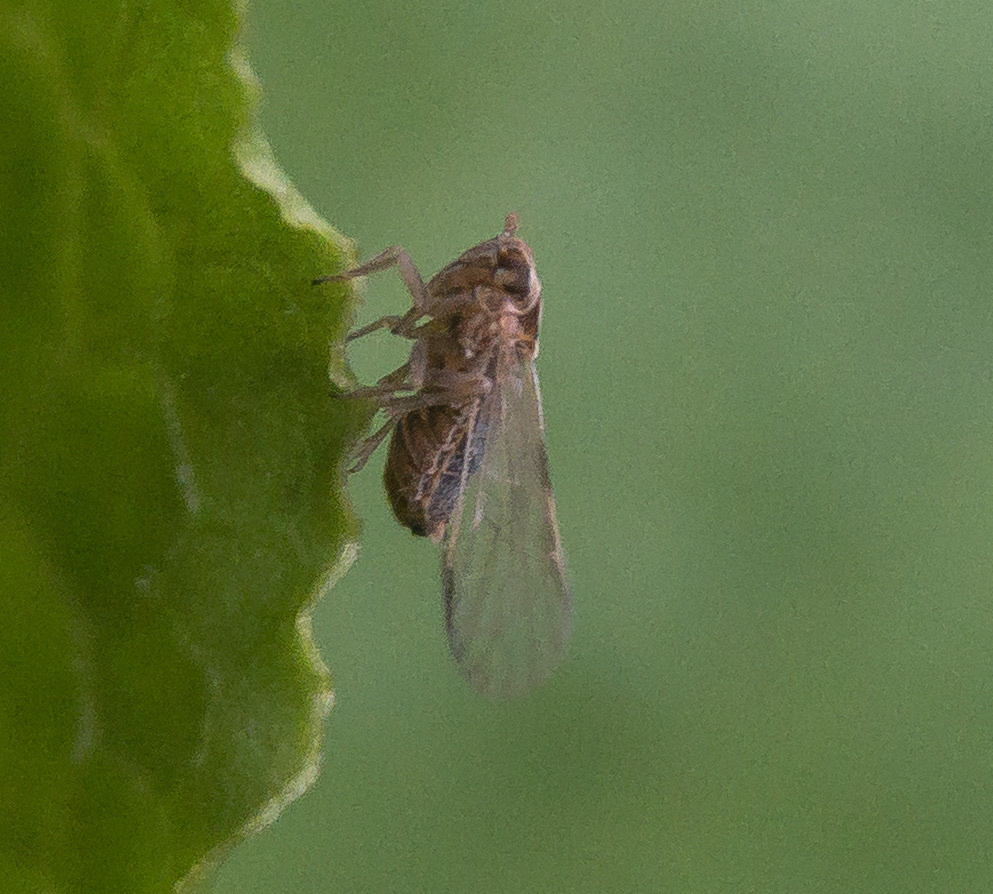 Muellerianella laminalis