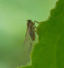 Muellerianella laminalis