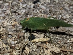 Microcentrum californicum