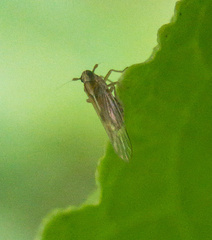 Muellerianella laminalis