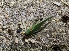 Microcentrum californicum