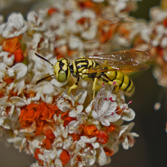 Philanthus multimaculatus