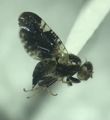 Jamesomyia geminata