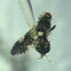 Jamesomyia geminata