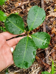Asclepias variegata