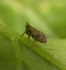Agalliina