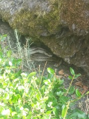 Elaphe quatuorlineata