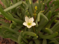 Phemeranthus napiformis