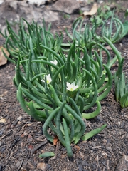 Phemeranthus napiformis