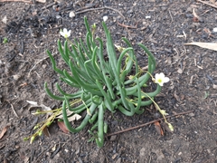 Phemeranthus napiformis