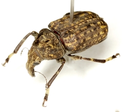 Stenocerus longulus