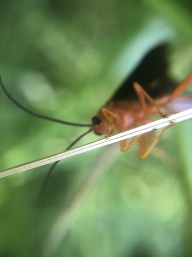 iNaturalist observation photo of Ichneumonid and Braconid Wasps
