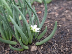 Phemeranthus napiformis