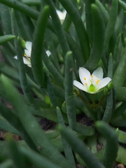 Phemeranthus napiformis