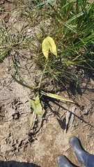 Sagittaria montevidensis