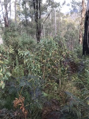 Acacia obliquinervia