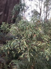 Acacia obliquinervia