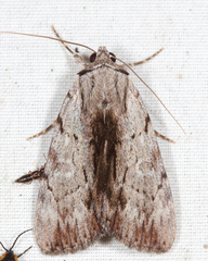 Catocala gracilis