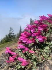 Penstemon rupicola