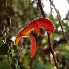 Columnea microcalyx